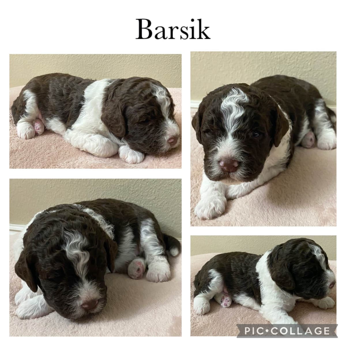 Lagotto Romagnolo - Looking for a new home! breeder image 12