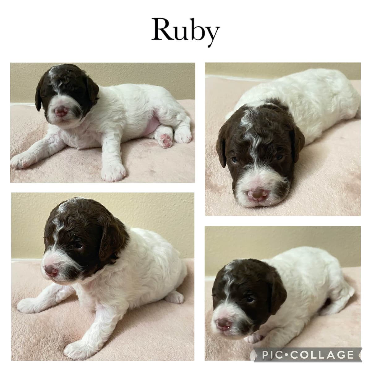 Lagotto Romagnolo - Looking for a new home! breeder image 13