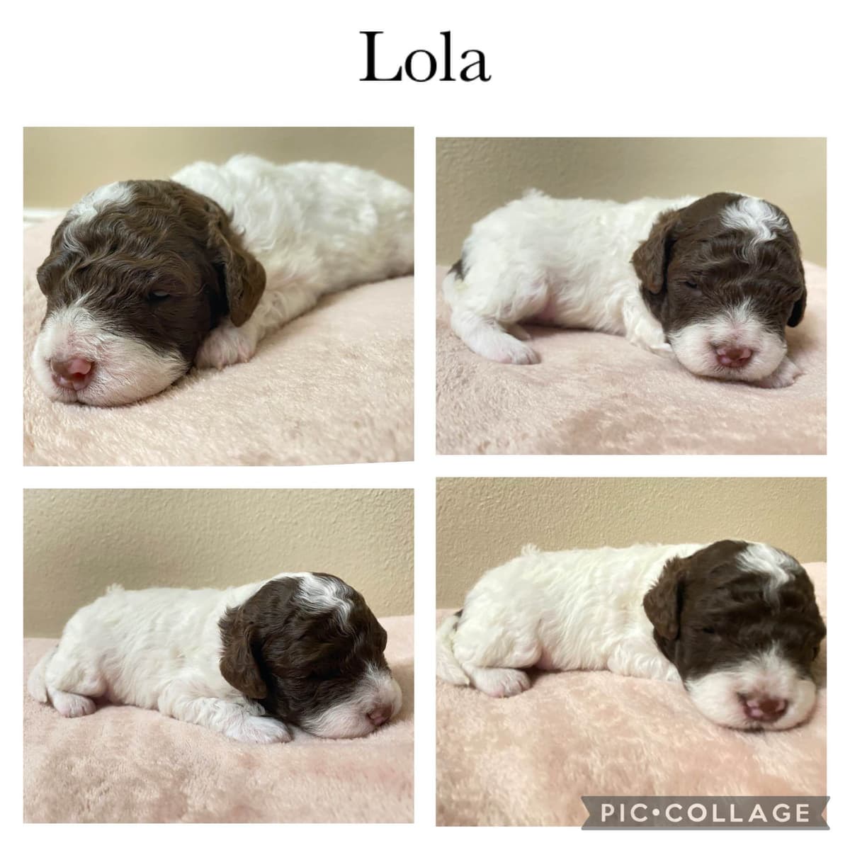 Lagotto Romagnolo - Looking for a new home! breeder image 14