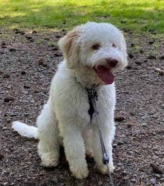 Lagotto Romagnolo - Looking for a new home! media 2
