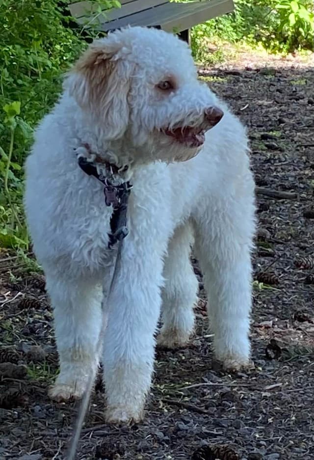 Lagotto Romagnolo - Looking for a new home! media 3
