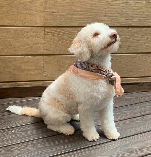 Lagotto Romagnolo - Looking for a new home! media 4