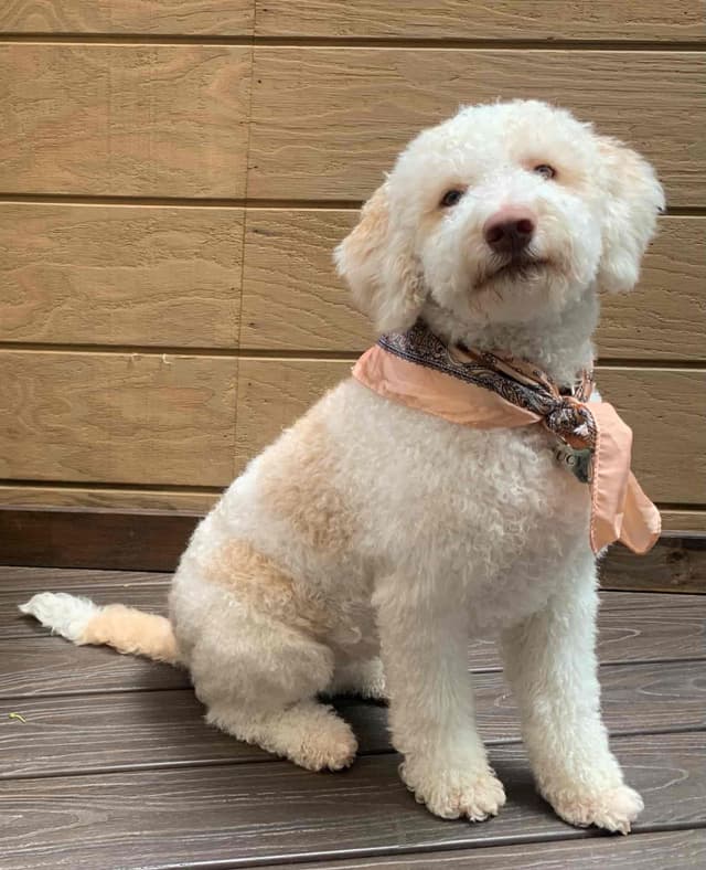 Lagotto Romagnolo - Looking for a new home! media 5