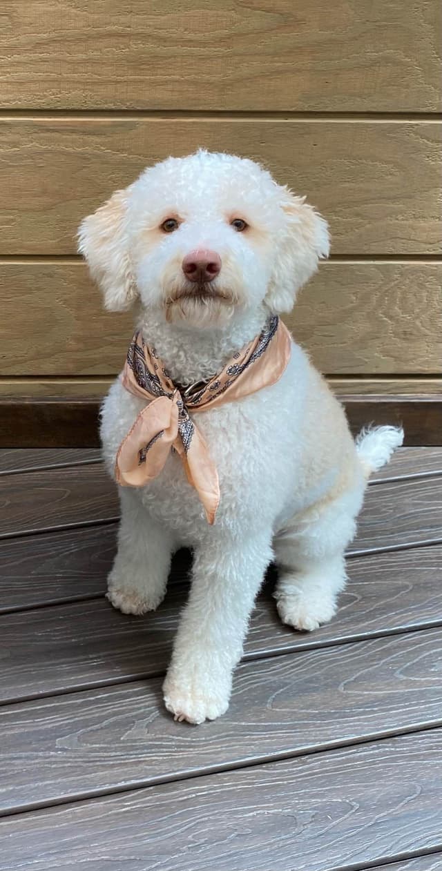 Lagotto Romagnolo - Looking for a new home! media 6