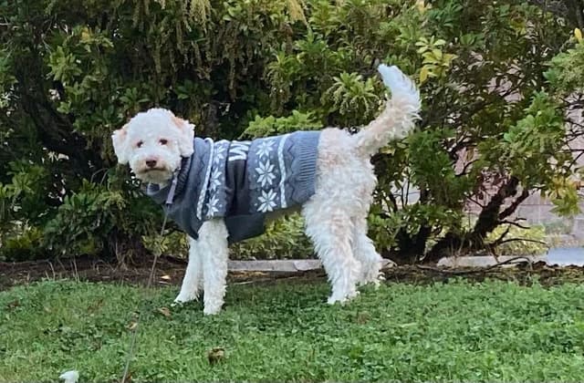 Lagotto Romagnolo - Looking for a new home! media 7