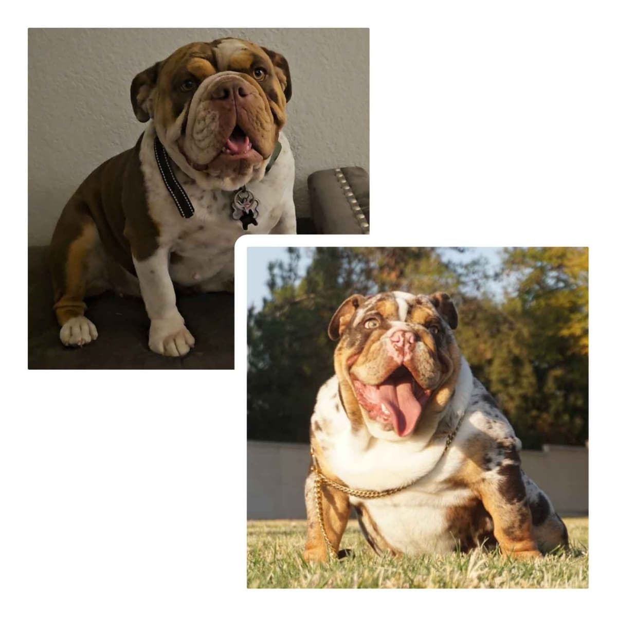 English Bulldog Puppies breeder image 1
