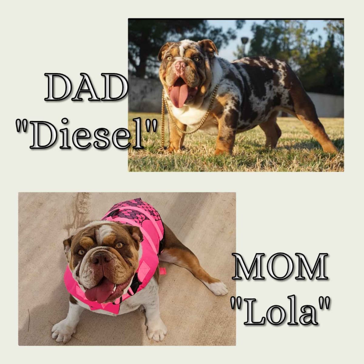 English Bulldog Puppies breeder image 2