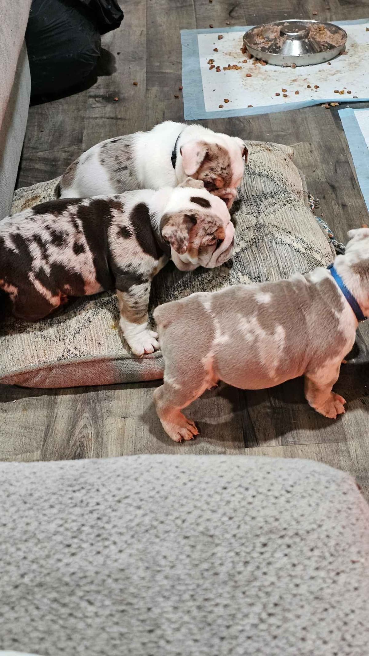 English Bulldog Puppies breeder image 3