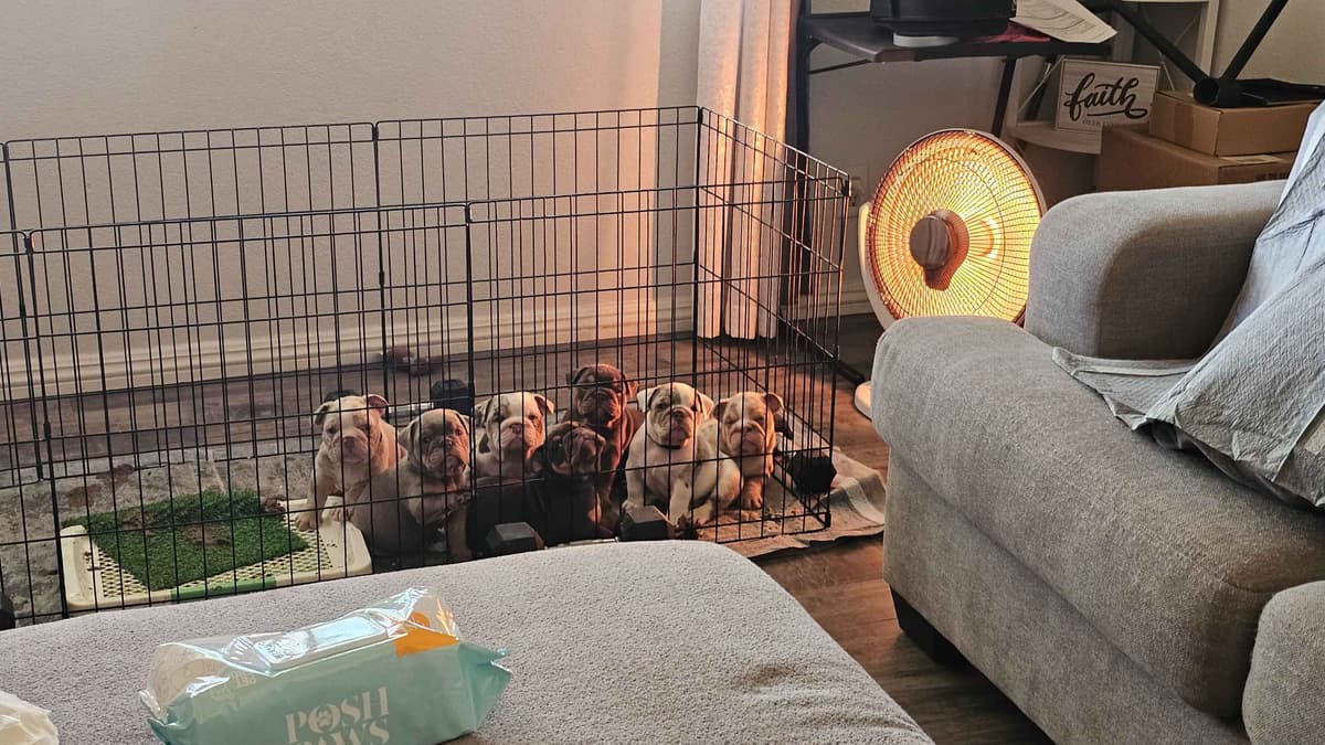 English Bulldog Puppies breeder image 4