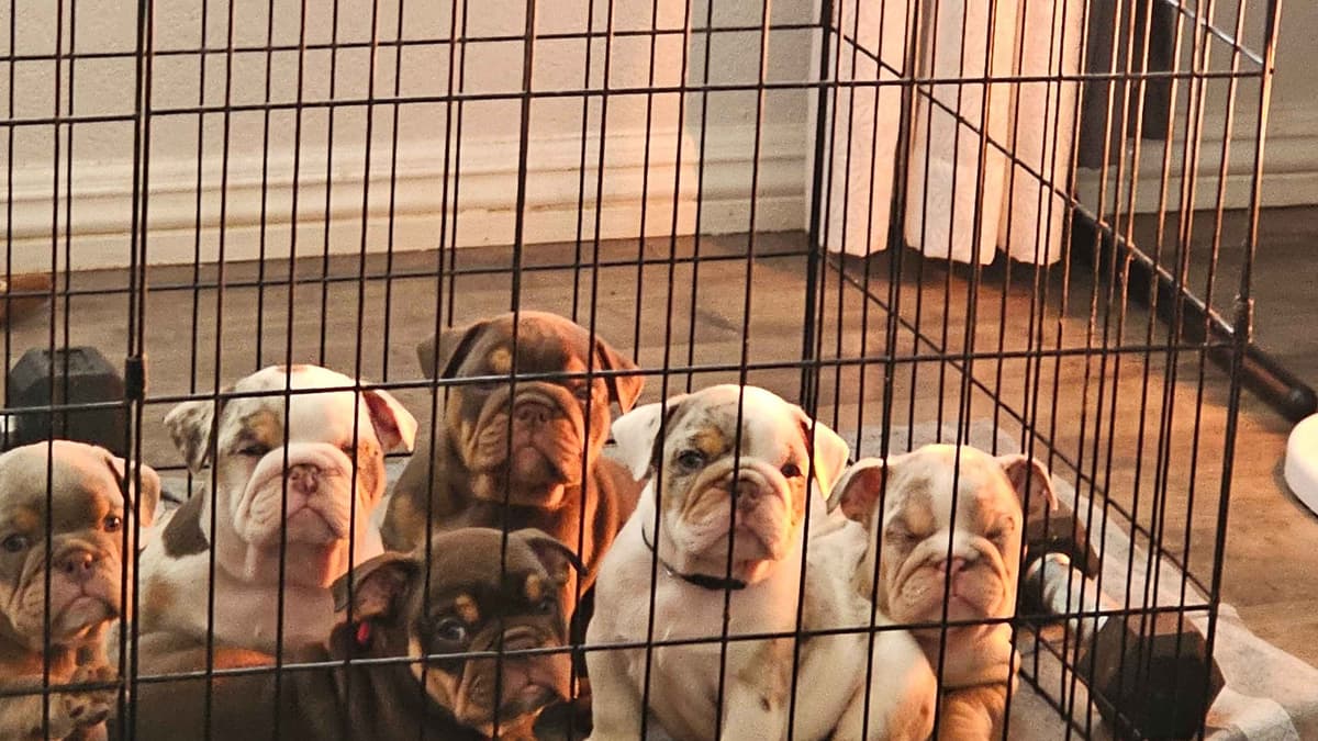 English Bulldog Puppies breeder image 5