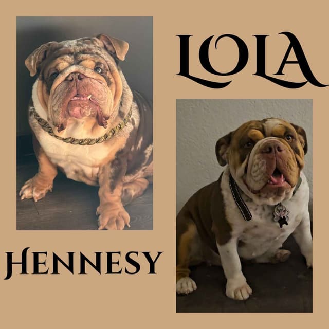 English Bulldog Puppies media 24