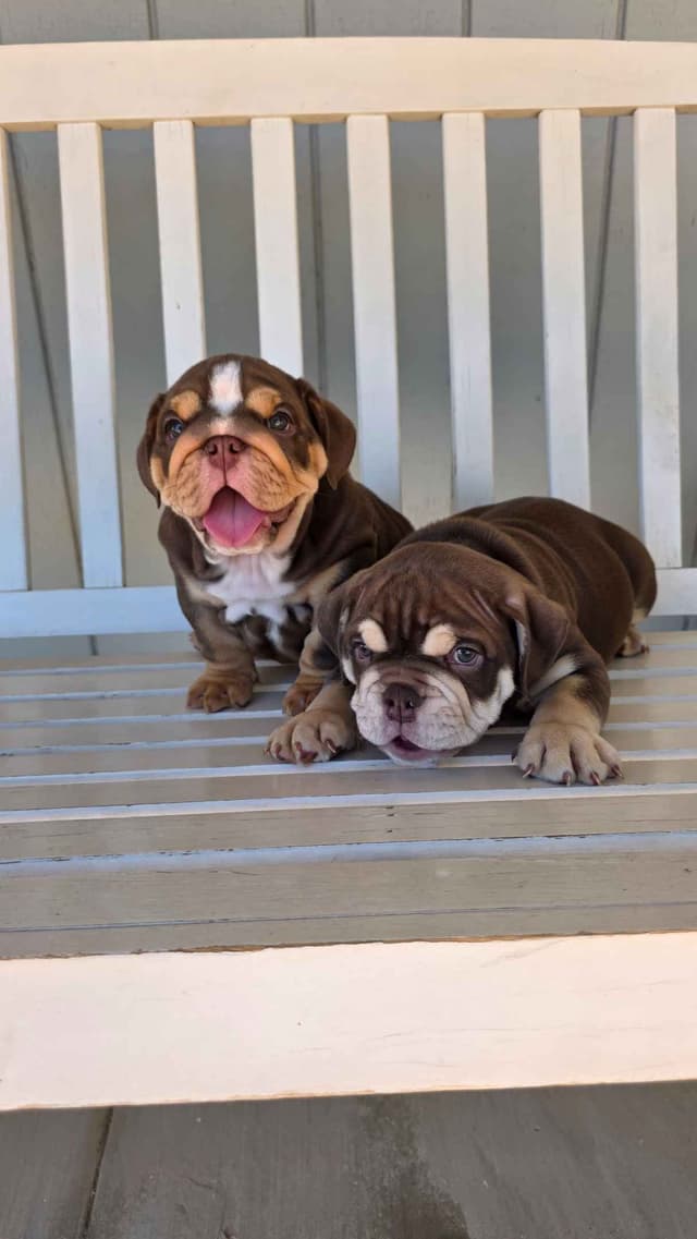 English Bulldog Puppies media 23