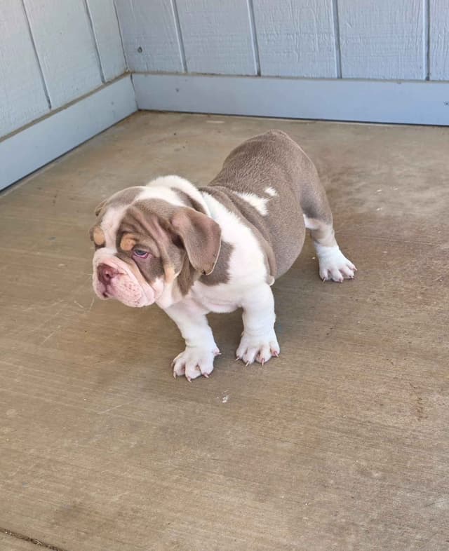 English Bulldog Puppies media 16