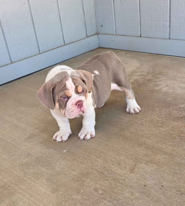 English Bulldog Puppies media 17