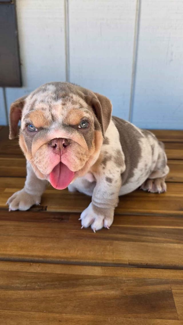 English Bulldog Puppies media 18