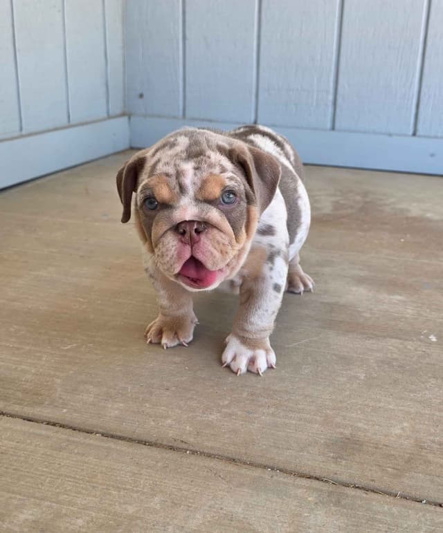 English Bulldog Puppies media 21