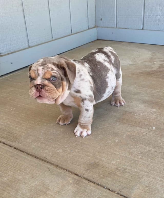 English Bulldog Puppies media 22