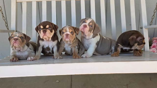 English Bulldog Puppies media 2