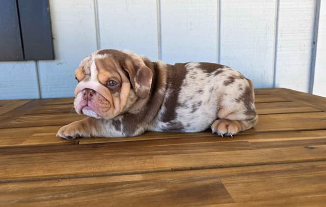 English Bulldog Puppies media 9