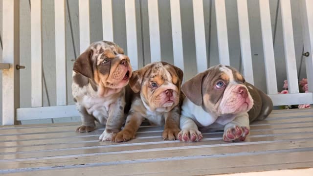 English Bulldog Puppies media 5