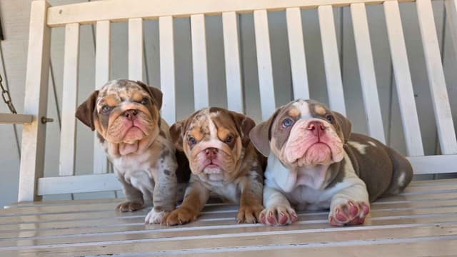 English Bulldog Puppies media 3