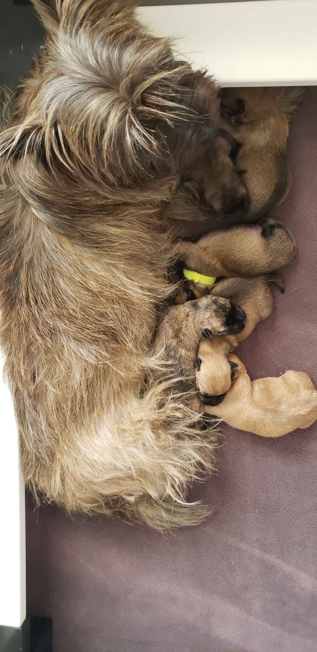 Cairn Terrier Puppies breeder image 1