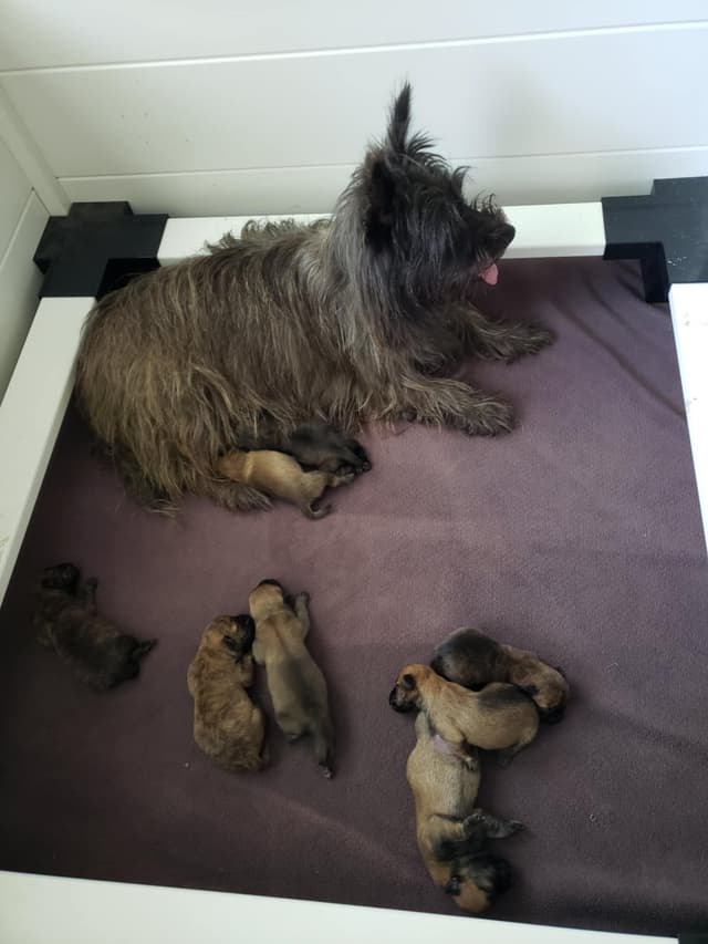 Cairn Terrier Puppies media 2