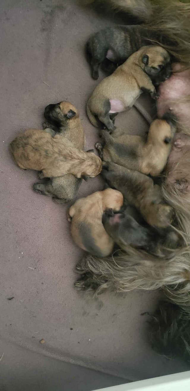 Cairn Terrier Puppies media 3