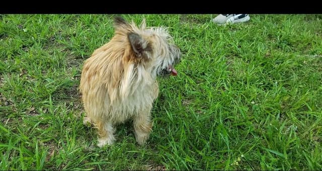Cairn Terrier Puppies media 4