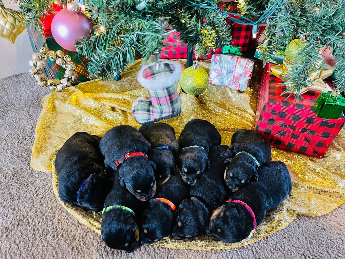 Rottweiler Puppies breeder image 1