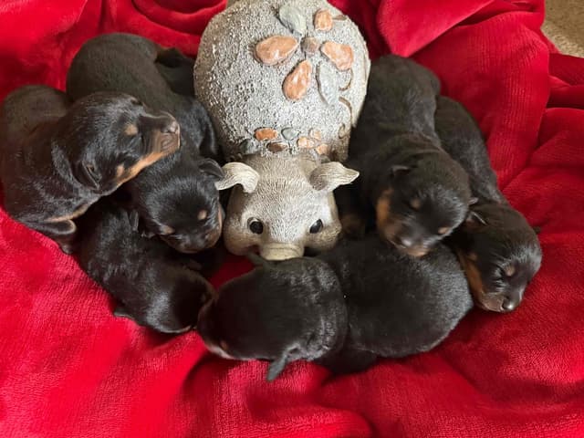 Rottweiler Puppies media 3