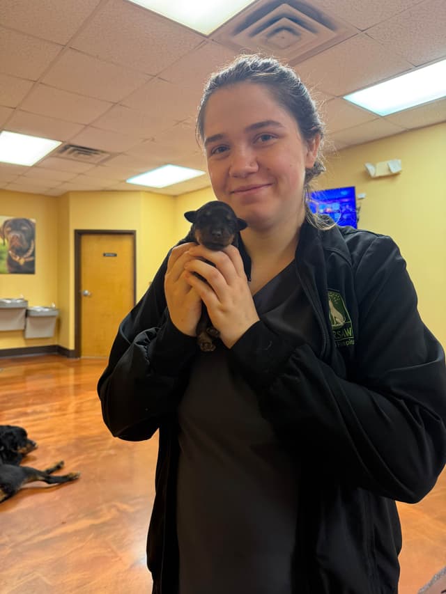 Rottweiler Puppies media 5