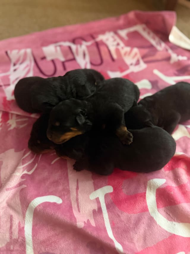 Rottweiler Puppies media 7