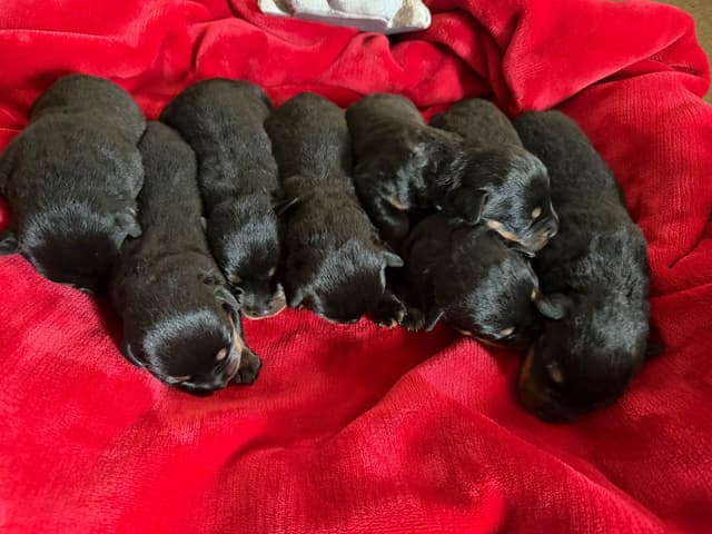 Rottweiler Puppies media 6