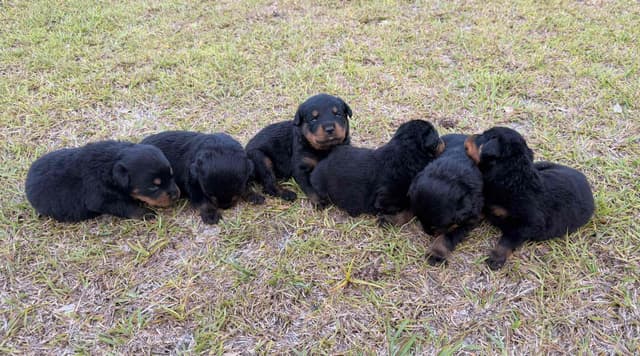Rottweiler Puppies media 9