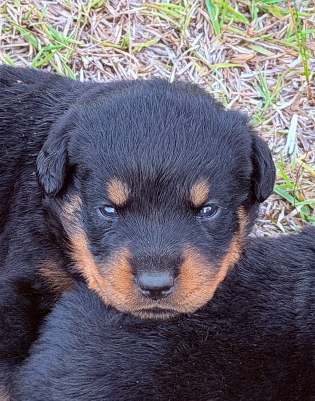 Rottweiler Puppies media 2