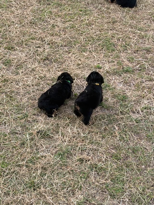 Rottweiler Puppies media 10