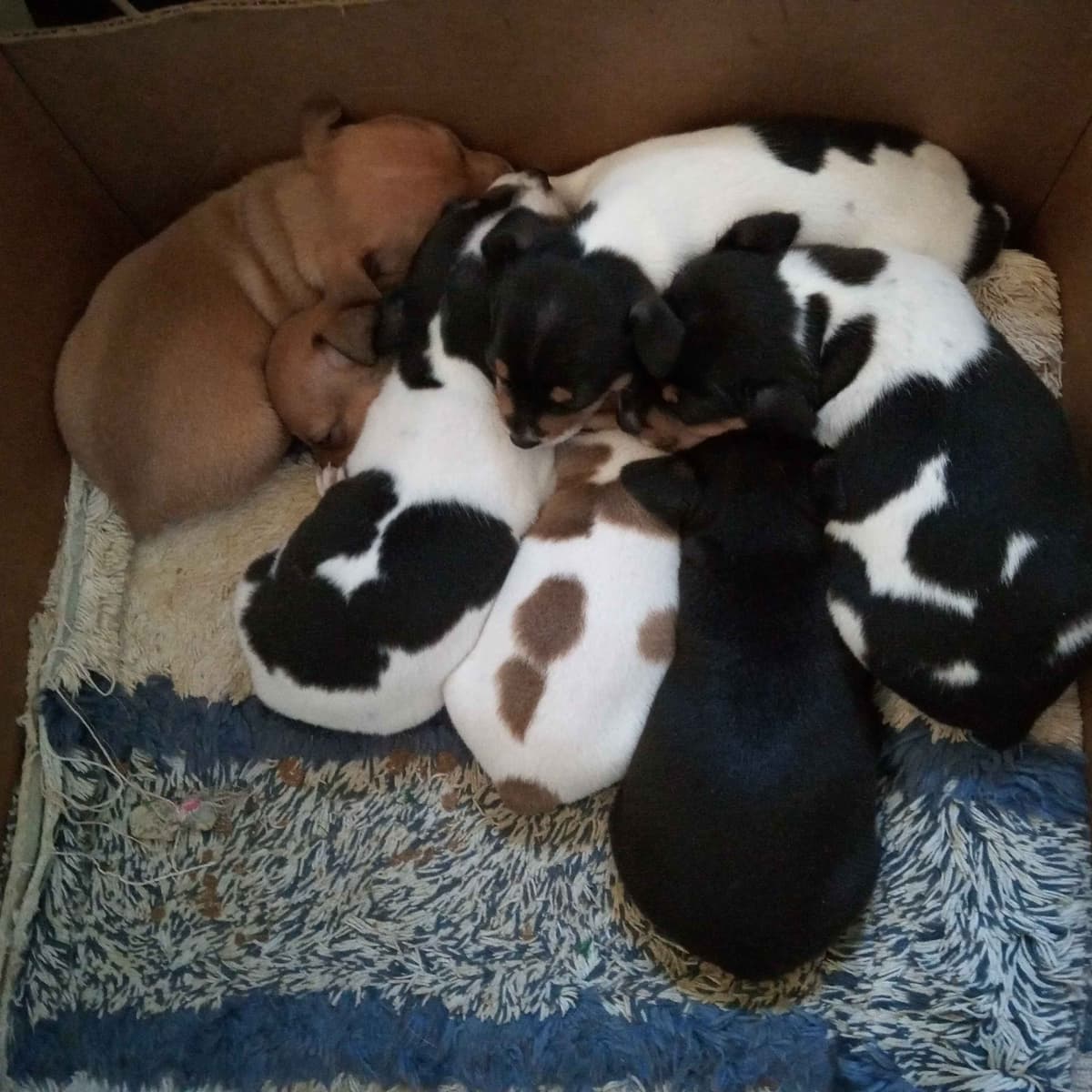 Teddy Roosevelt Terrier Puppies breeder image 3