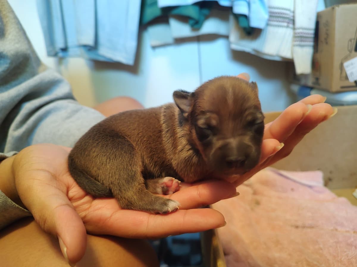Teddy Roosevelt Terrier Puppies breeder image 4