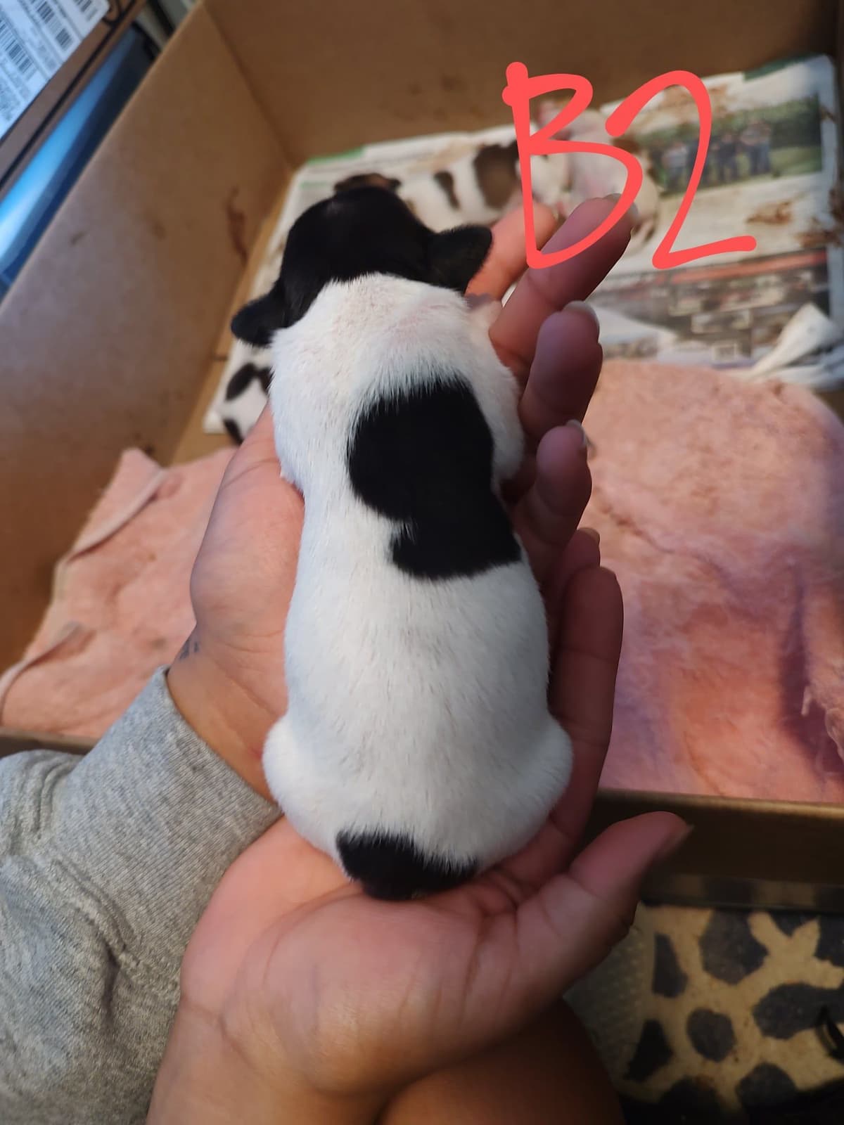 Teddy Roosevelt Terrier Puppies breeder image 5