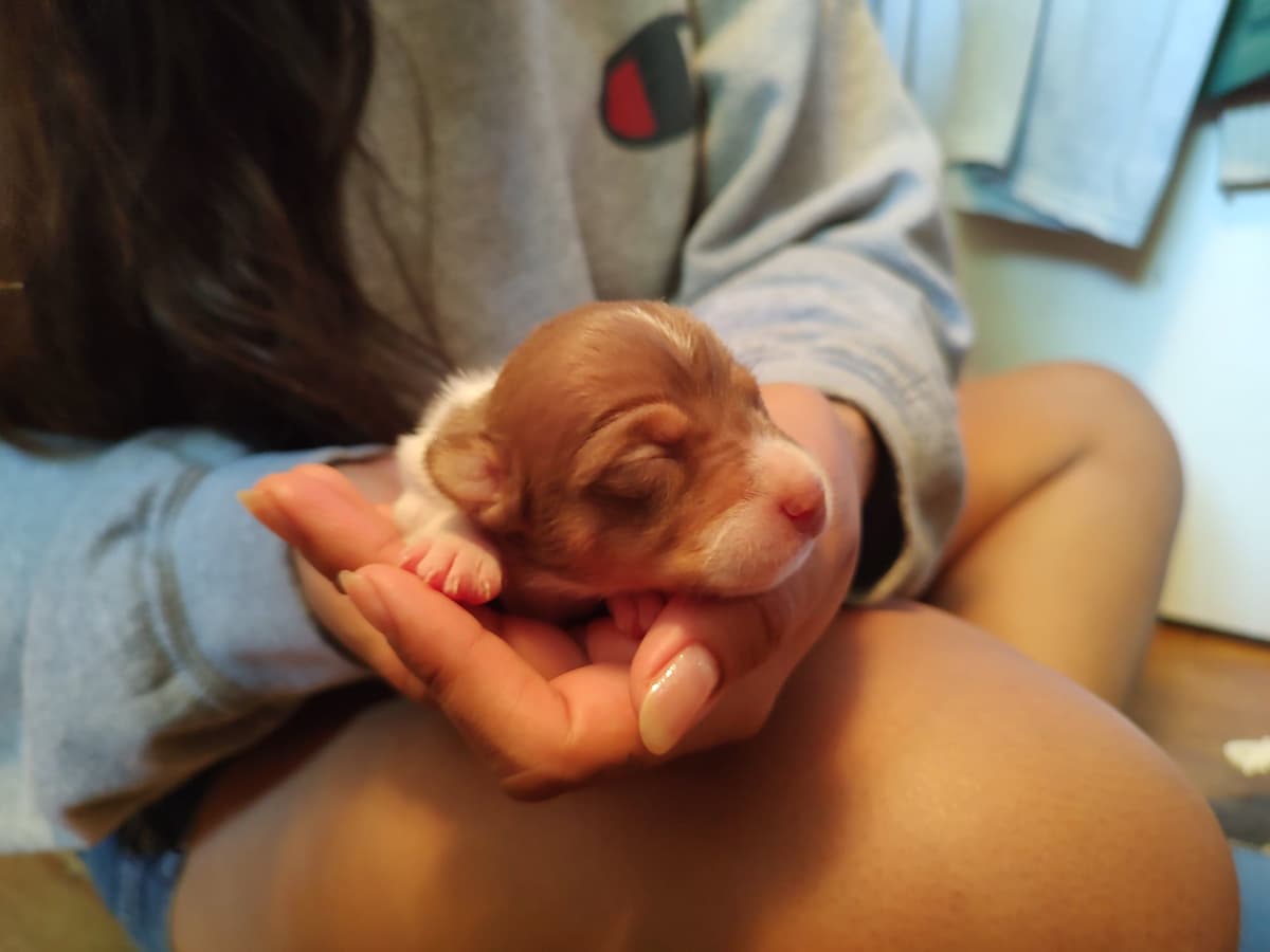 Teddy Roosevelt Terrier Puppies breeder image 7