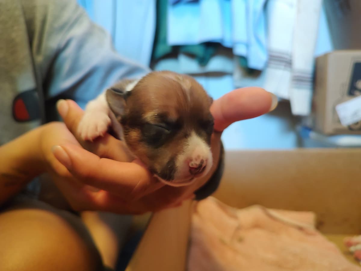 Teddy Roosevelt Terrier Puppies breeder image 9