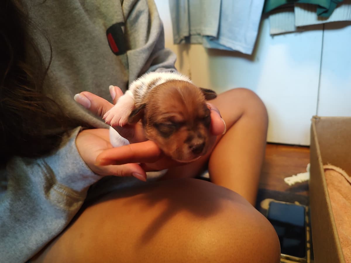 Teddy Roosevelt Terrier Puppies breeder image 10