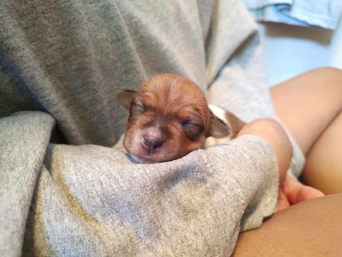 Teddy Roosevelt Terrier Puppies breeder image 11