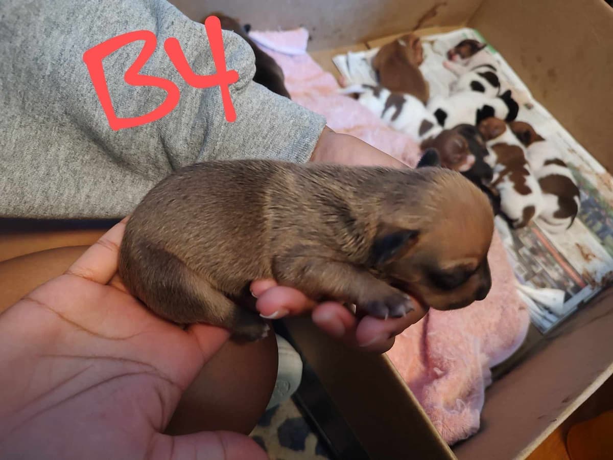 Teddy Roosevelt Terrier Puppies breeder image 13