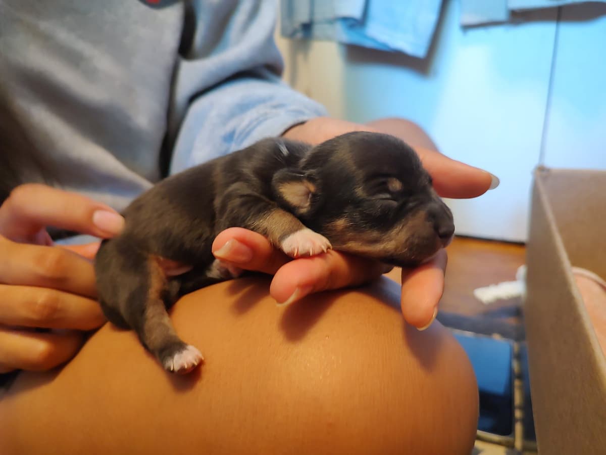 Teddy Roosevelt Terrier Puppies breeder image 14