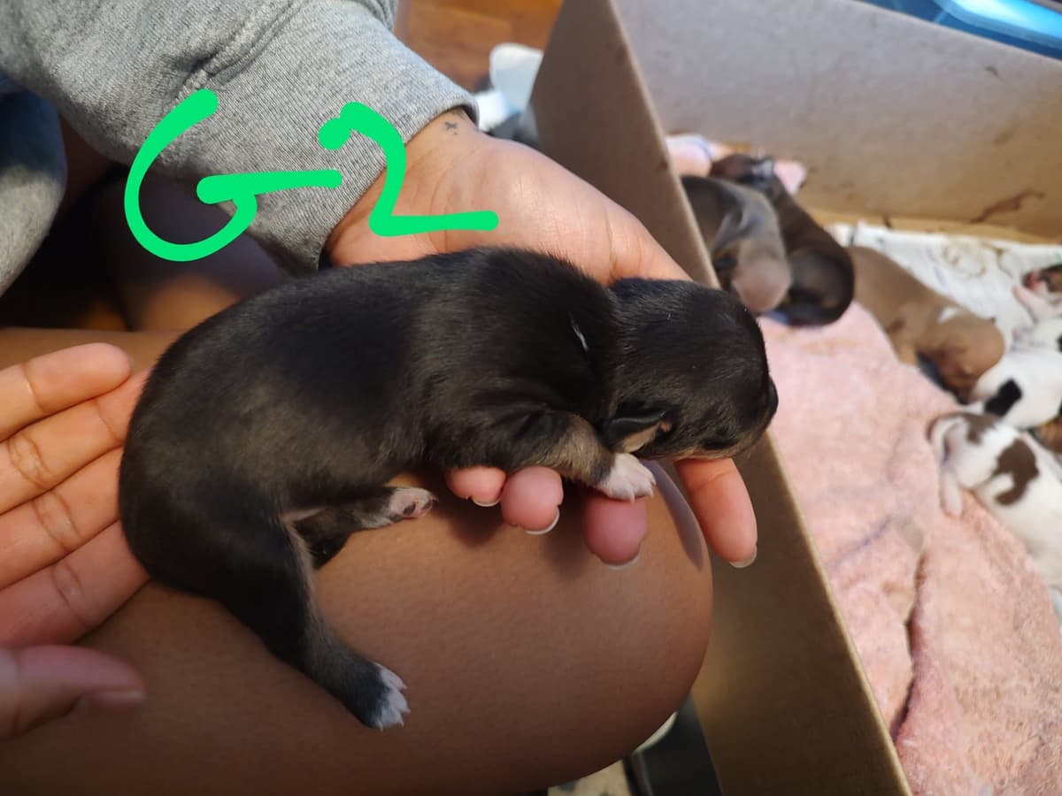 Teddy Roosevelt Terrier Puppies breeder image 15
