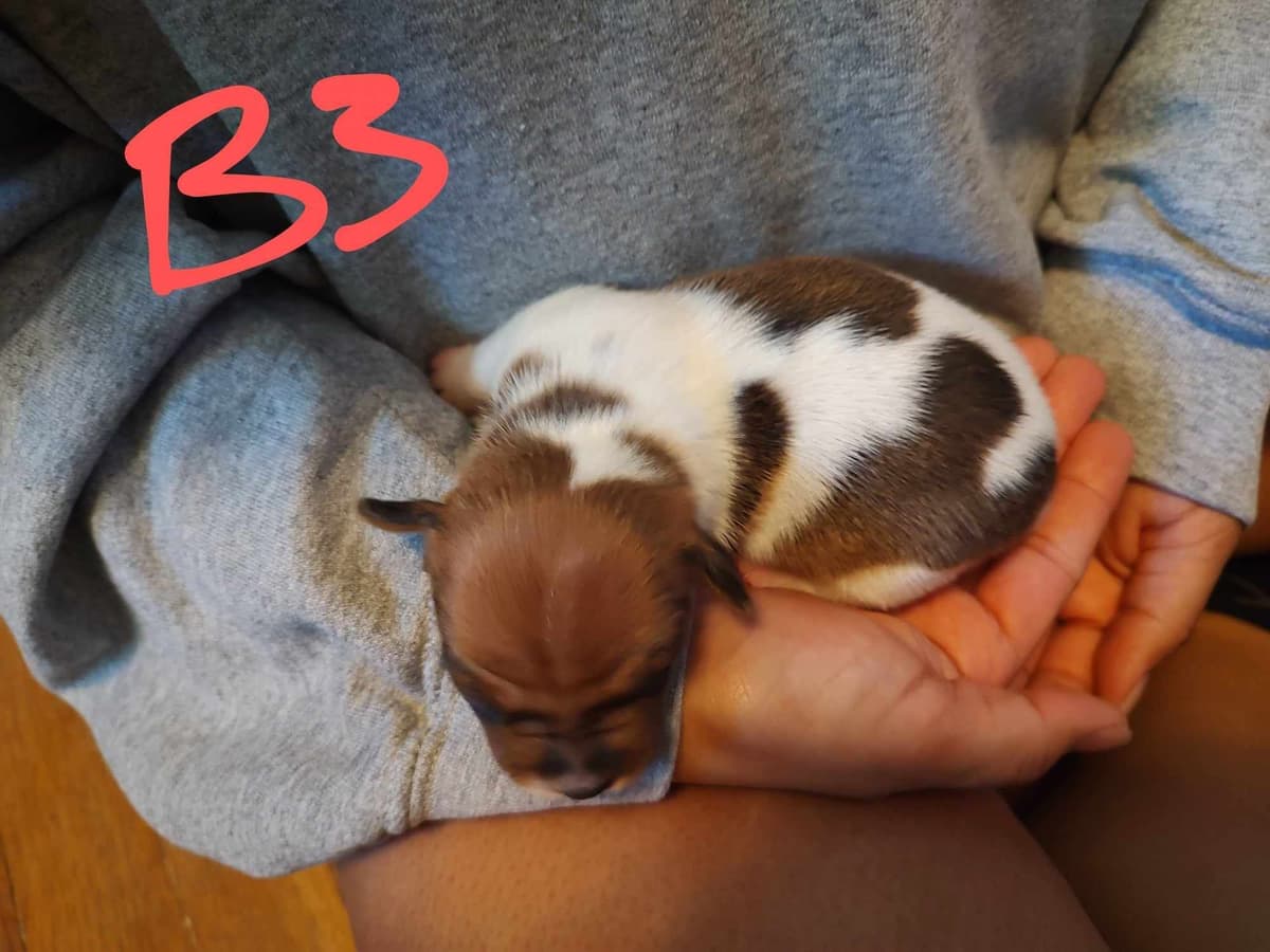 Teddy Roosevelt Terrier Puppies breeder image 16
