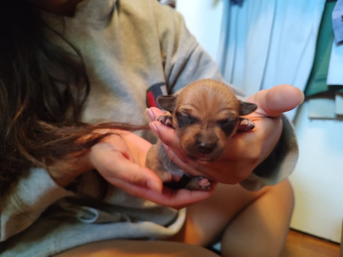 Teddy Roosevelt Terrier Puppies breeder image 17