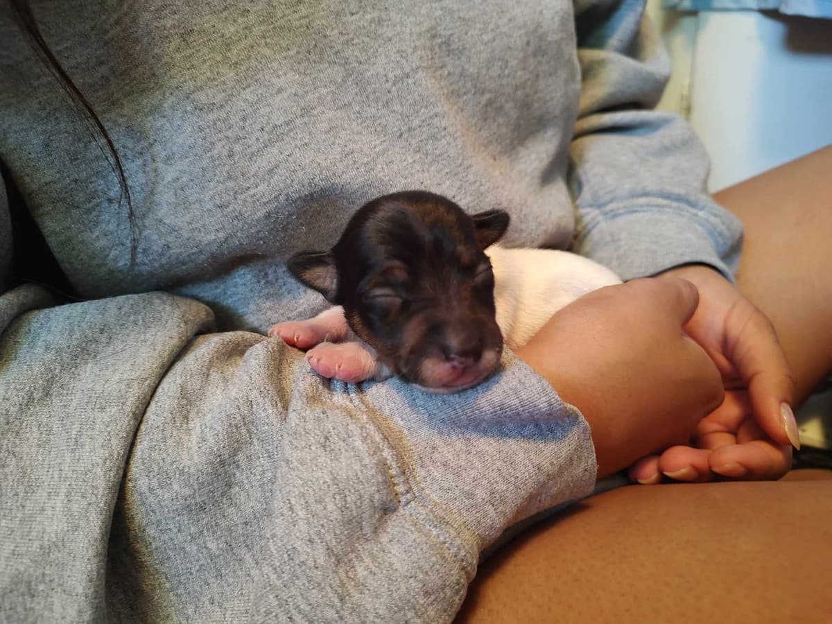 Teddy Roosevelt Terrier Puppies breeder image 18